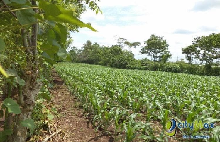 Vendo Terreno con siembra en Cuyotenango, Suchitepequez - foto 1