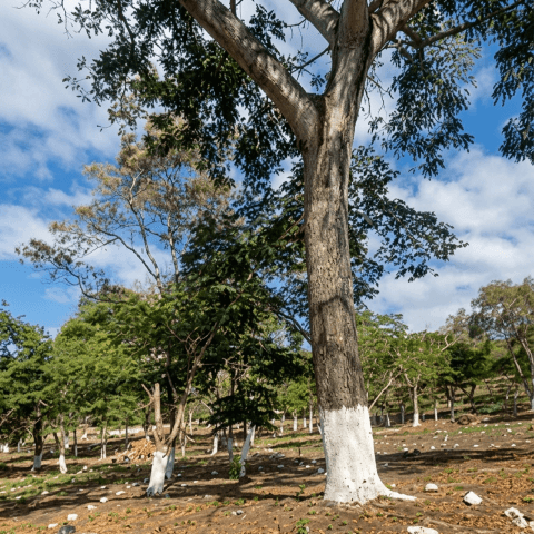 Terreno Residencial en Venta Cuilapa Santa Rosa - foto 1
