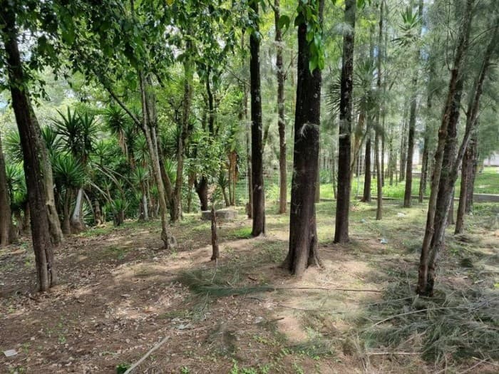 Terreno en Renta para Vivero o Restaurante tipo Pérgola - foto 1