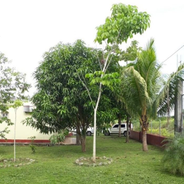 Casa en Venta Quintas La Ponderosa, Puerto Quetzal - foto 2