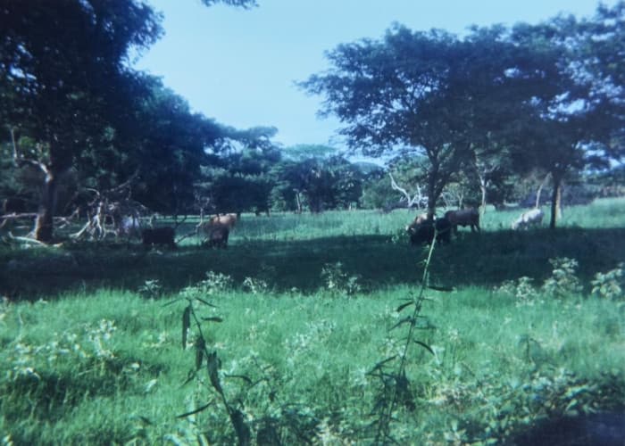 Terreno en Venta Taxisco, Santa Rosa, Guatemala - foto 2