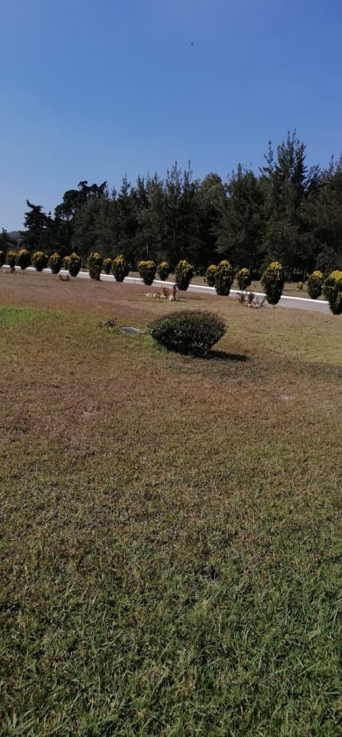 Terreno en Venta de 3 Criptas Cementerio Los Olivos CES - foto 2