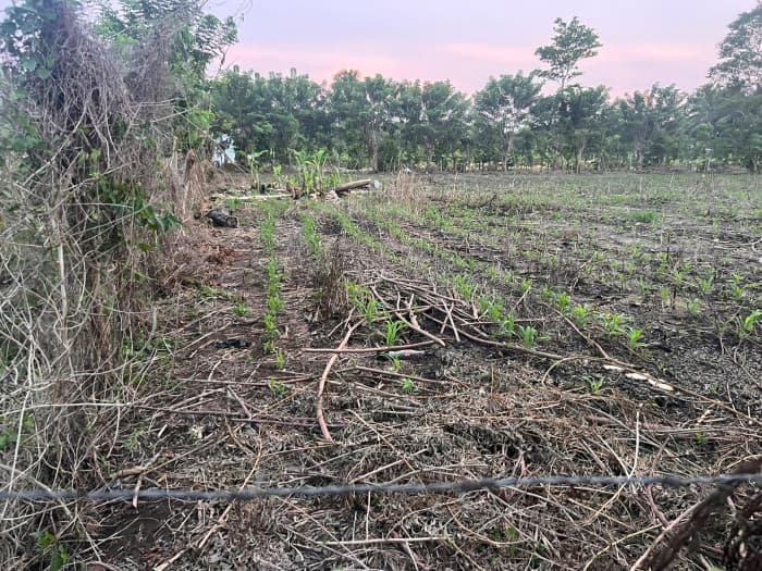 Terreno Agrícola en Venta Puerto San José Parcelamiento - foto 2
