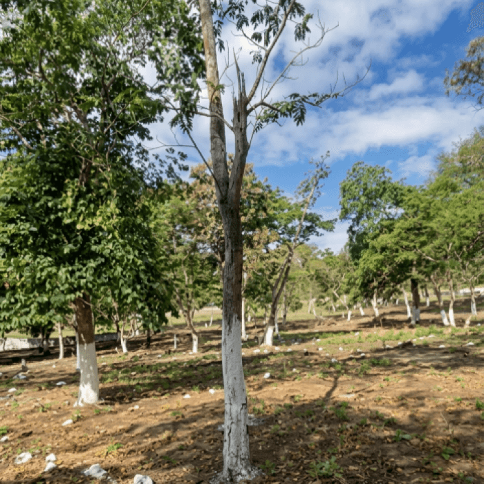 Terreno Residencial en Venta Cuilapa Santa Rosa - foto 3