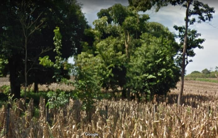Terreno en alquiler KM 235 Aldea Las Palmas Coatepeque  - foto 4