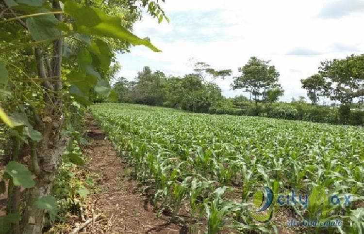 Vendo Terreno con siembra en Cuyotenango, Suchitepequez - foto 3