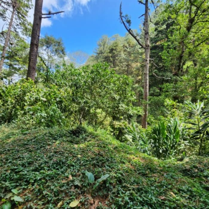 Terreno en Venta Santiago Sacatepéquez, Jardin El Alto - foto 4
