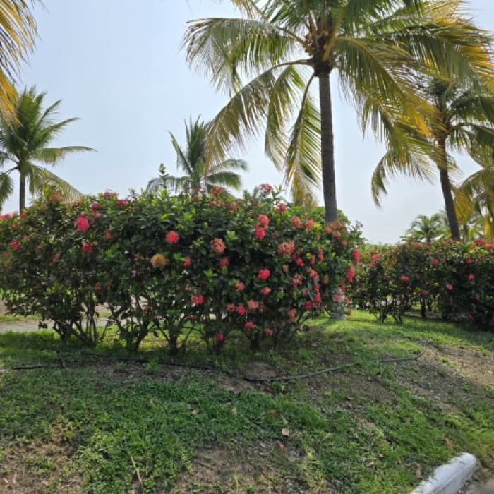 Terreno en Venta Lagunas de Monterrico II Santa Rosa - foto 3