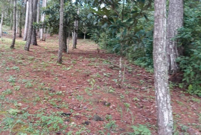 Terreno tipo Granja en Venta Praderas del Bambú - foto 1