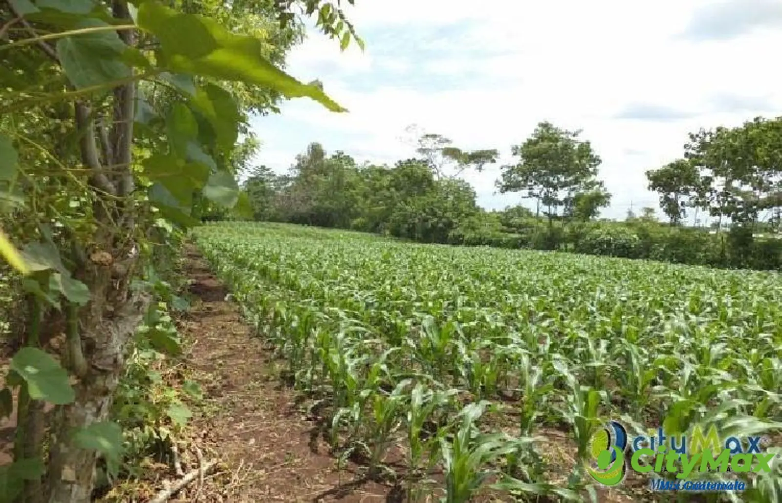 Vendo Terreno con siembra en Cuyotenango, Suchitepequez - foto 1