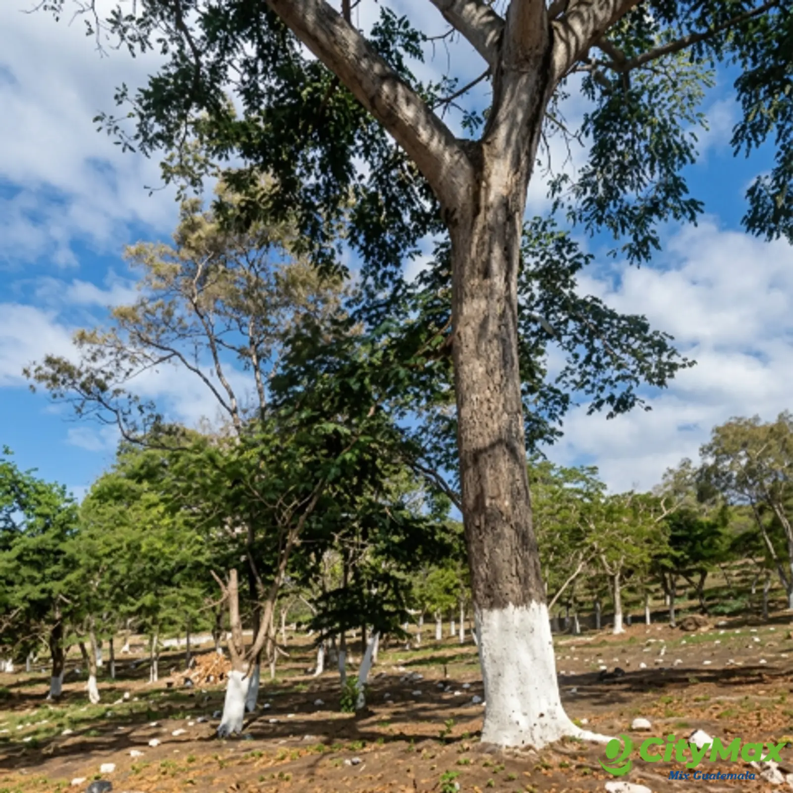 Terreno Residencial en Venta Cuilapa Santa Rosa - foto 1