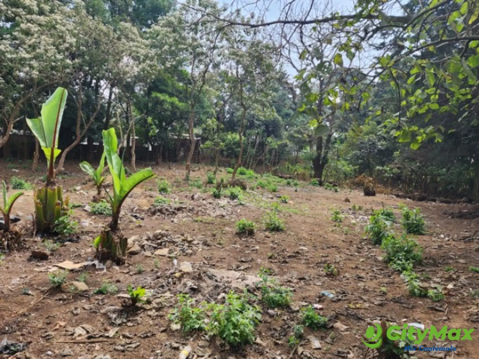 Terreno Comercial en Renta Ruta Interamericana Sn Lucas - foto 5