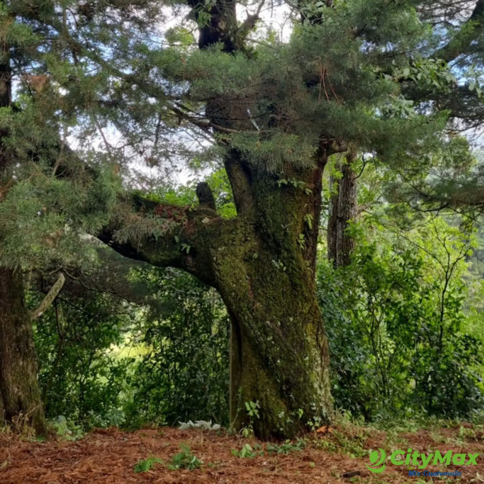 Terreno en Venta Granja Buenos Aires, Fraijanes - foto 5