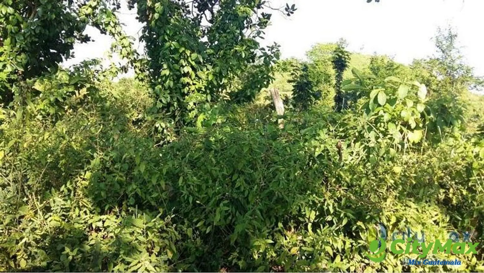 Terreno en Venta en San Andres Villa Seca Retalhuleu - foto 4