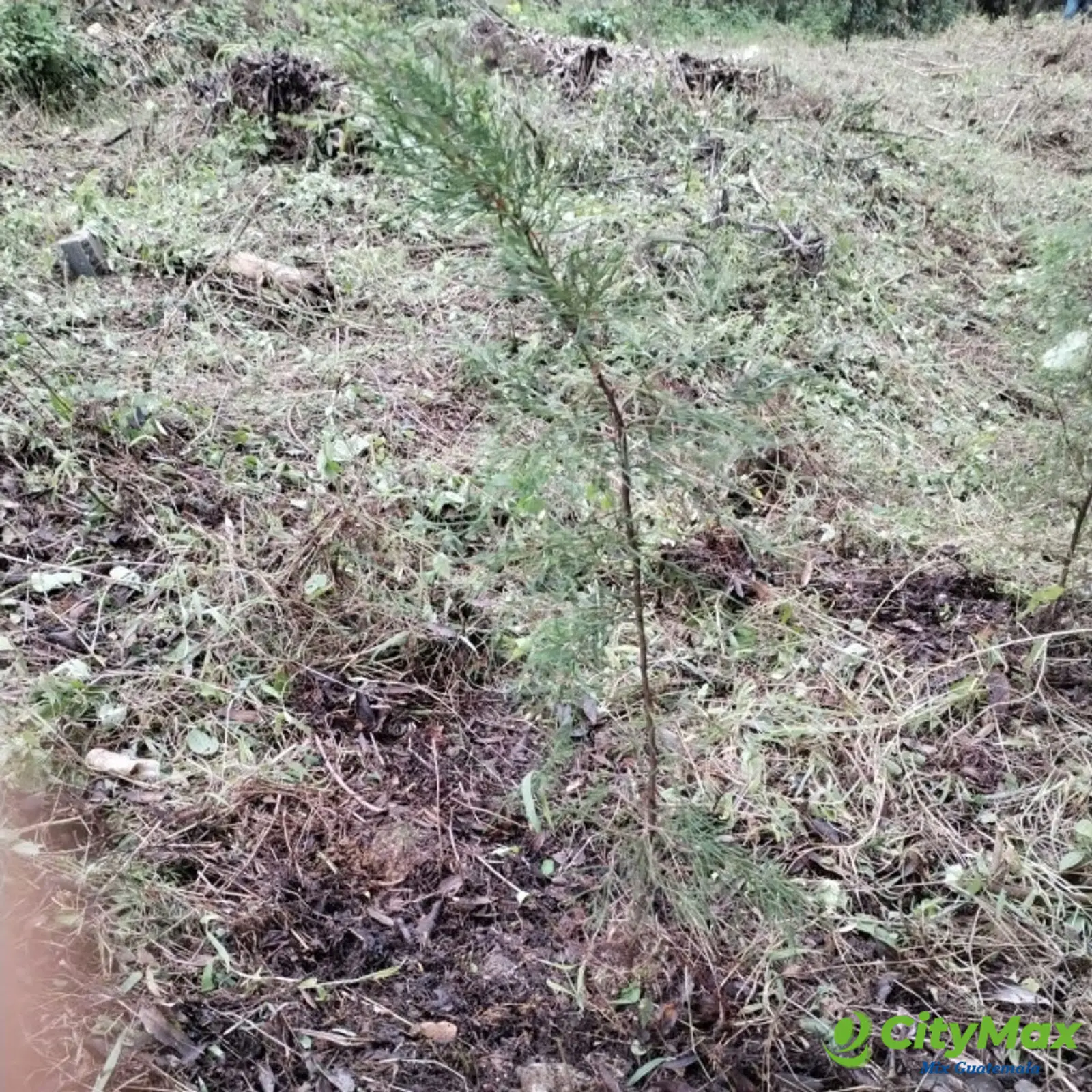 Terreno en Venta Granja Buenos Aires, Fraijanes - foto 6