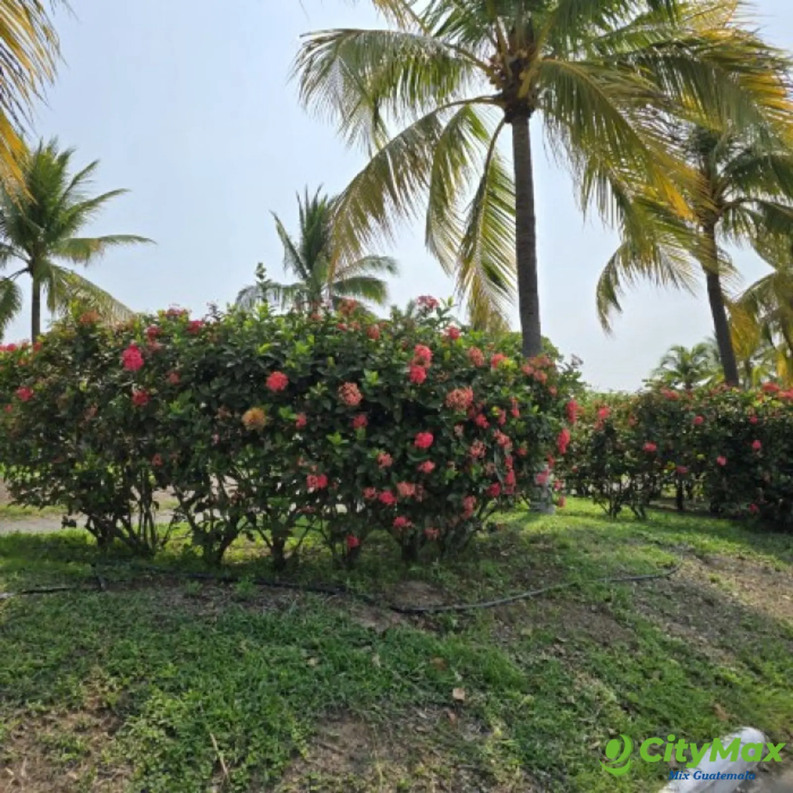 Lote en Venta 13 x 35 metros, Lagunas de Monterrico II - foto 5