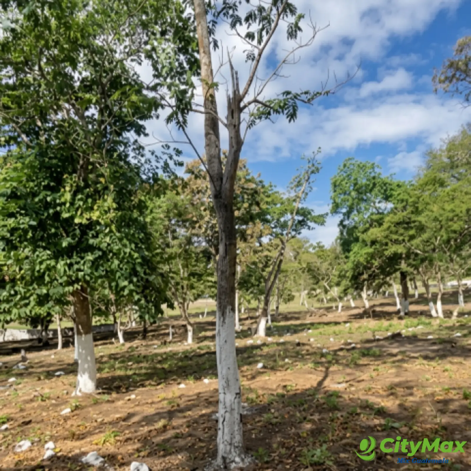 Terreno Residencial en Venta Cuilapa Santa Rosa - foto 3