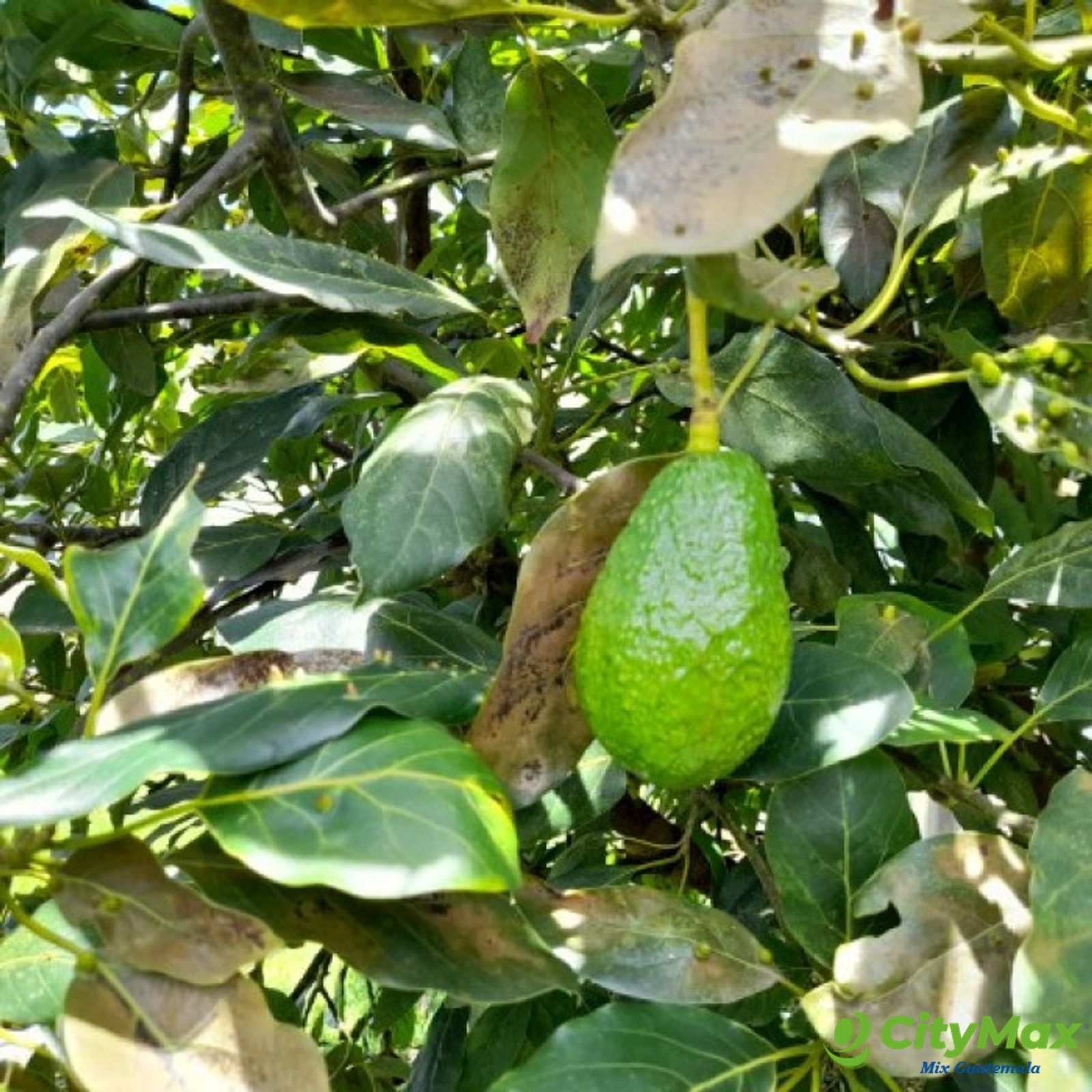 Image 1